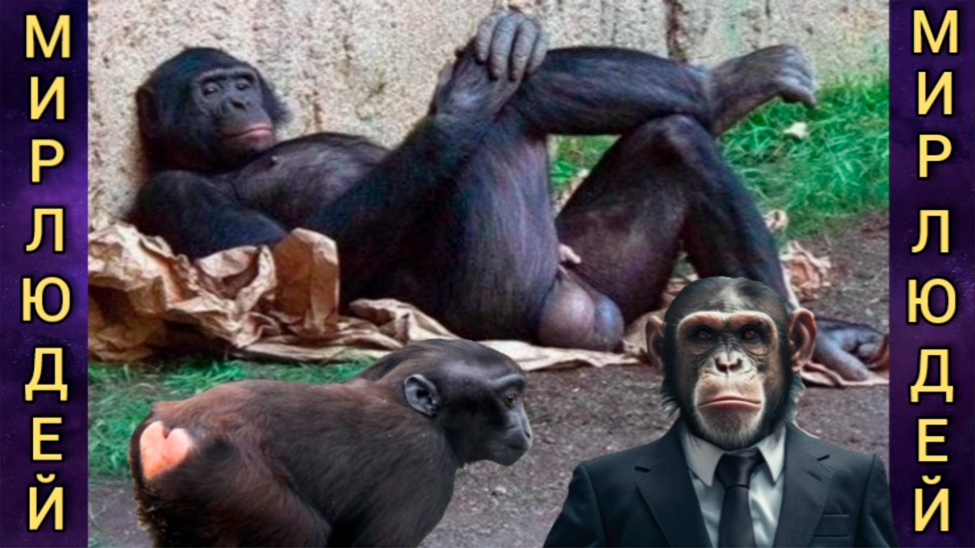 Животный мир. Мир людей. Психология человека. смотреть онлайн