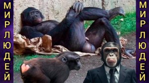 Животный мир. Мир людей. Психология человека.