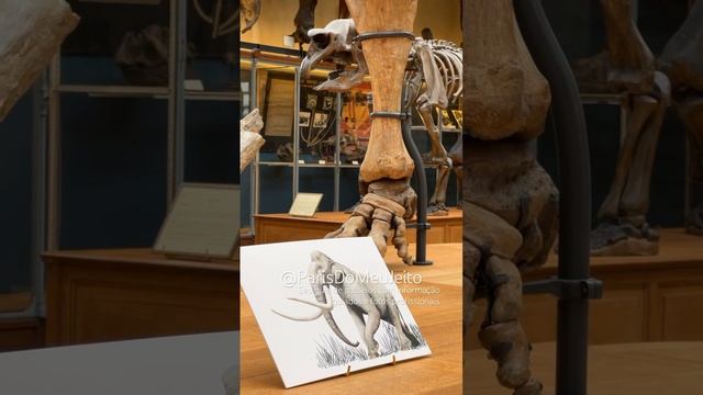 Conheça a GALERIA DE PALEONTOLOGIA E ANATOMIA COMPARADA do Jardim de Plantas de Paris