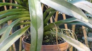 Орхидеи Angraecum.