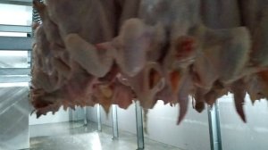 Участок воздушно капельного охлаждения (ВКО) тип Kromeka до 9 000 голов в час.