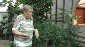 Муррайя (лат. Murraya)  Наш апельсиновый жасмин.