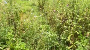 [4K] Нижнее Аблязово — Старое Шаткино / Путешествие по Кададе / Кузнецкий район (23.07.2023)