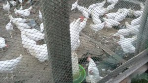 Куры молодки Хайсекс Уайт