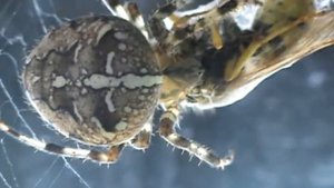 Паук ест осу...