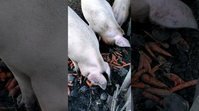 Свиньи-гурманы: они обожают овощи🐷🥕