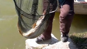 Рыбалка в Сербии возле Нови-Сада