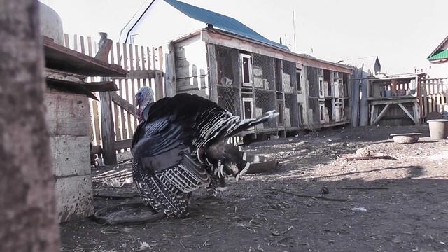 индюк смотреть онлайн