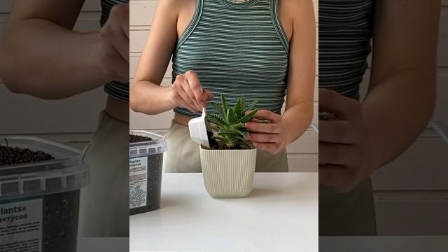 Грунт для суккулентов и кактусов