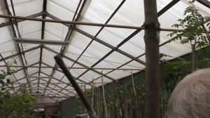 Прививка клёна.