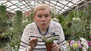 Папоротник Многорядник (Polystichum)