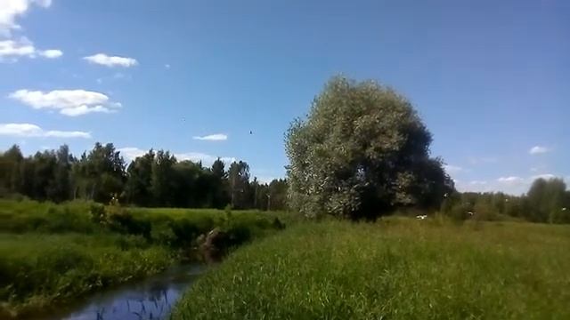 Чайки ловят рыбу ☁️