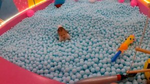 МУЗЕЙ ШАРИКОВ . 2 часть \ Видео для детей.