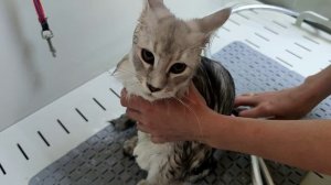 Первое купание котёнка мейн-куна.mp4