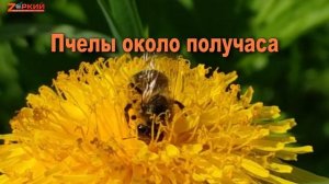 Как пчелы собирают и делают мед: Любопытный процесс сбора и интересные факты из жизни пчел
