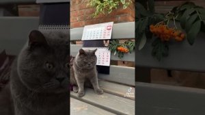 Кото клип 3 сентября. Шафутинский Михаил