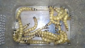 Отсаживаем зофобас для окукливания