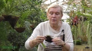 Блоки для растений.