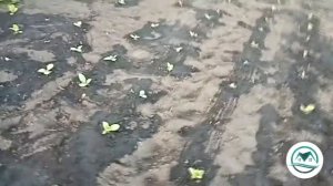 Выпуск #04 Поросль табака #табак