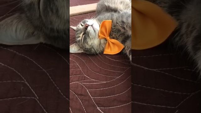 Как Петр 1 относился к кошкам