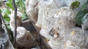 19 Продолжение грибной эпопеи по выращиванию вешенки 8.08.2021