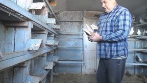 Первый небольшой  обзор моих Николаевских голубей