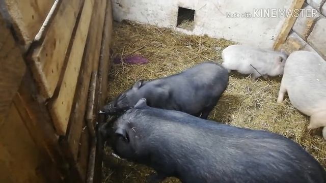 ВЬЕТНАМСКИЕ СВИНЬИ ! Как уживаются наши НОВЫЕ СВИНКИ ! Как мы чуть не УДУШИЛИ поросят!!!