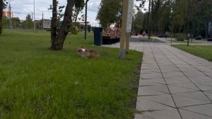 Вольфенкрафт "Ш", Вельш Корги Пемброк ( Кинг-Лафферти)