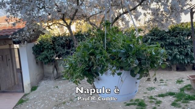 43 min - Relaxing Music - Paul R. Cuddle suona Pino Daniele