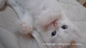 БЕЛЫЙ СИБИРСКИЙ КОТЕНОК С ГОЛУБЫМИ ГЛАЗАМИ