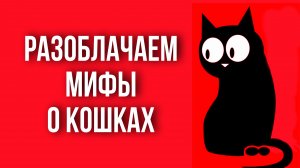 Разоблачаем мифы о кошках