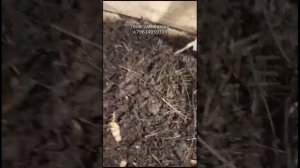 АТ399 отзыв по Тигретта от Алексея г. Заринск ИП Ткаченко Андрей Сергеевич