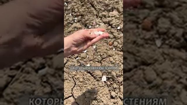Яичная скорлупа: Все в дело
