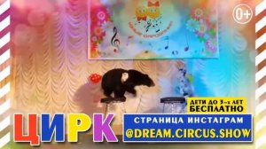 Иркутский цирк Мечта