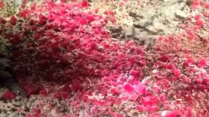 Colorado's Rhodochrosite Crystals from the Denver Museum of Nature & Science (May 8, 2012)