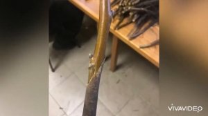 Зимняя прививка грецкого ореха