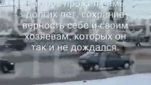 Тольятти памятник преданности