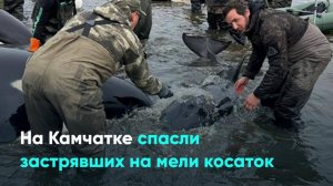 На Камчатке спасли застрявших на мели косаток