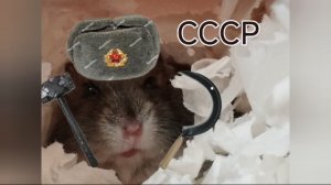 история про хамичка