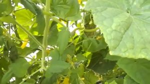 16  Огурцы в теплице в грунте и на гидропонике  на 1 августа 2021