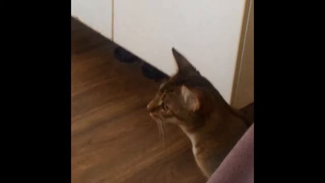 Laughing cat / Смеющийся кот