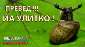 Превед!!! ЙА Улитко!