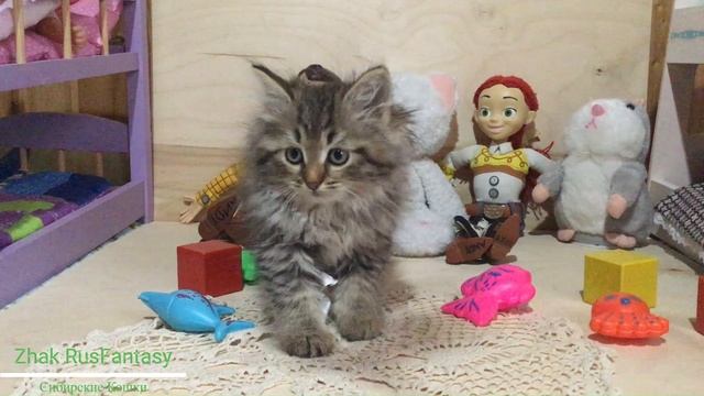 Zhak RusFantasy