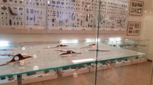 Отдал в музей находку наконечник от стрелы 9-13 века н.э.