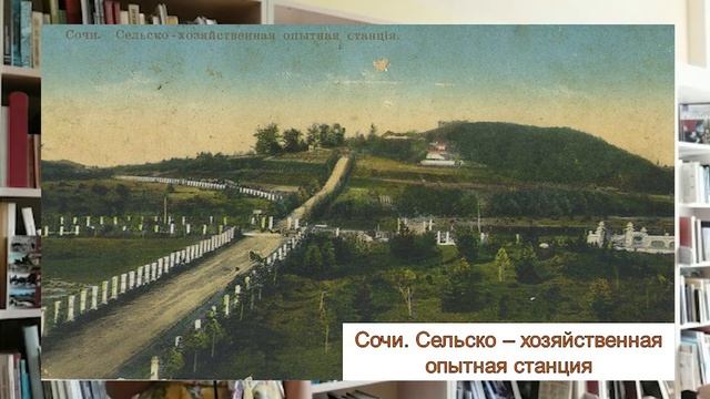 «Сочинские уличные истории». Улица имени Фабрициуса.