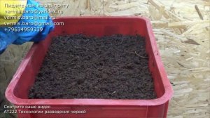 АТ362 Пшеница Вермикомпостер Витграсс Смузи разведение червей ИП Ткаченко Андрей Сергеевич