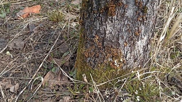 прививка дерева методом сверления в ствол