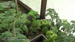 АТ455 экологически чистое земледелие основные принципы ИП Ткаченко Андрей Сергеевич органическое