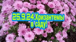 Хризантемы в саду -все тонкости ухода за ними!