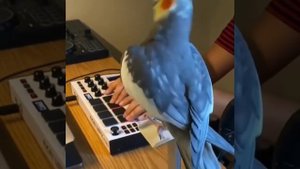 Папа купи попугая